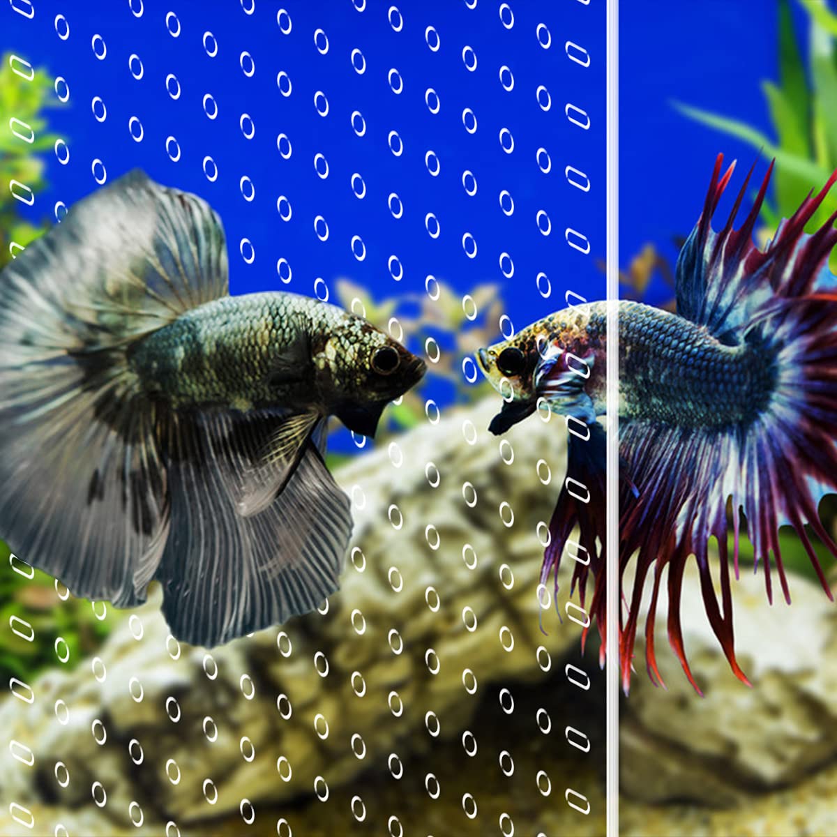 Clear Aquarium Divider with Suction Cups H9943