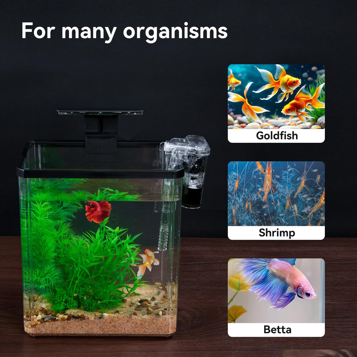 1.5 Gallon Aquarium Starter Kit with Filteration Lighting Z10775