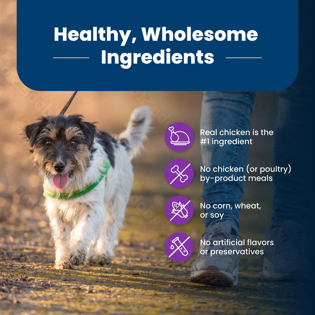 Chicken Adult Dry Dog Food, 4 lb Q784
